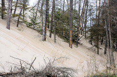 Wanderdüne im Slowinzischen Nationalpark bei Leba, Polen - die Dünen bewegen sich bis zu 10m im Jahr; hier hat eine Sanddüne Bäume verschüttet; sie sind abgestorben - die toten Stämme ragen aus dem Sand.