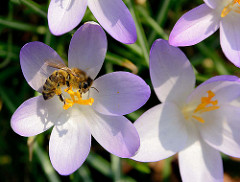 Krokusblüte im Frühling - Frühlingswiese im Stadtpark Hamburg; eine Honigbiene am Staubblatt eines Krokusses / Blütenstaub Pollen an den Beinen.