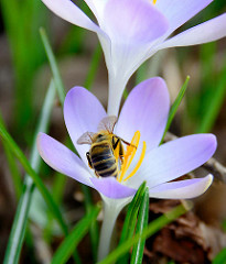 Honigbiene beim Sammeln von Pollen an einer Krokusblüte.
