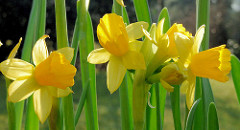 Frühlingsblumen  / Blüten von Narzissen, Osterglocken in der Frühlingssonne.