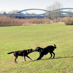 Hundespielwiese im Elbpark Entenwerder - zwei Hunde spielen auf der Grünfläche - im Hintergrund die Stahlkonstruktion der Norderelbbrücke.