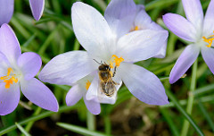 Krokusblüte im Frühling - Frühlingswiese im Stadtpark Hamburg; eine Honigbiene am Staubblatt vom Krokus / Frühblüher.