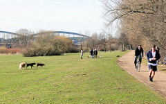 Hundetummelplatz, Hundefreilaufzone im Elbpark Entenwerder; Hunde spielen auf der Wiese - Jogger u. Radfahrer; im Hintergrund die Norderelbbrücken.