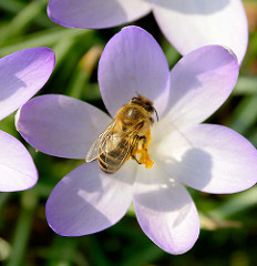 Frühling in Hamburg! Die ersten Bienen fliegen in der Frühlinssonne; Biene im Blütenkelch von einem Krokus.