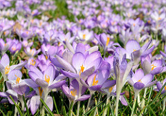 Krokusblüten in der Frühlingssonne im Hamburger Stadtpark / Wiese mit Krokussen, Krokuswiese.