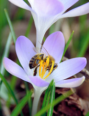 Honigbiene beim Sammeln von Pollen an einer Krokusblüte.