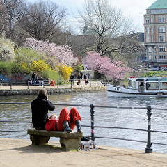 Frühling in Hamburg - blühende Bäume, Japanische Zierkirschen und Forsythien an der Binnenalster. Das Fahrgastschiff AUE fährt Richtung Aussenalster.