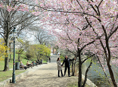 Frühling in Hamburg - blühende Bäume, Japanische Zierkirschen an der Binnenalster.