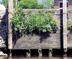 Alte Kaimauer mit Streichdalben aus Holz - Ziegelmauer - Grünpflanzen wachsen in den Mauerritzen - Bilder aus dem Hafen von Itzehoe.