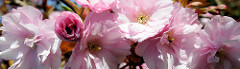 Blüte der japanischen Zierkirsche im Stadtpark Hamburg Winterhude.
