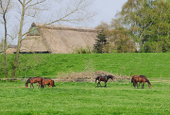 Pferde auf einer Wiese hinter dem Deich - Bauernhaus mit Reetdach, geschützt am Deich.