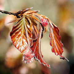 Frühling im Hamburger Stadtpark - die Blutbuchen (Fagus sylvatica purpurea) am Pinguinbrunnen treiben junge Blätter, männliche Blüten.