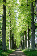 Lindenallee im Eutiner Schlossgarten.