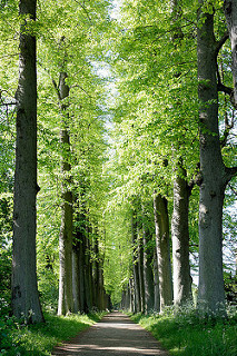 Lindenallee im Eutiner Schlossgarten.