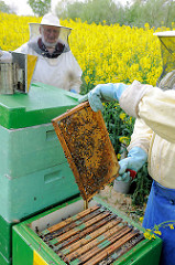 Der Imker hält die Honigwabe in der Hand - Blick in einen Bienenstock; Rapsblüte in Seestermühe.
