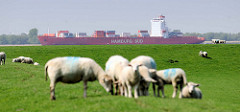 Schafe grasen auf dem Elbdeich in Neuendorf - auf der Elbe ein Containerfrachter der Hamburg Süd Reeder in Fahrt Richtung Hamburger Hafen.