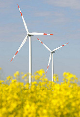 Windkraftanlagen - blühender Raps; Bilder aus Neuenfelde b. Elmshorn.
