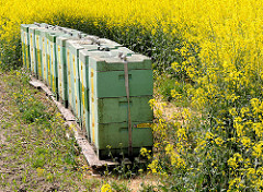Zur Rapsblüte werden Bienenstöcke mit den Bienenvölkern in die Rapsfelder gestellt.