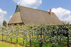 Blühende Apfelbäume - Bauernhof in Seestermühe.