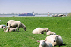 Elbdeich von Neuendorf - Schafe auf dem Deich; im Hintergrund ein Containerfeeder auf der Elbe.