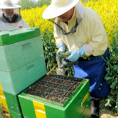 Geöffneter Bienenstock - Arbeit von Imkern zwischen blühendem Raps auf einem Feld in der Gemeinde Seestermühe.