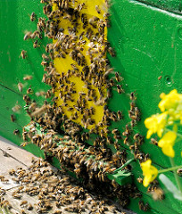 Einflugsöffnung eines Bienenstocks dicht besetzt mit Bienen.