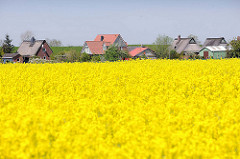 Einzelhäuser, Wohnhäuser am Deich in Neuendorf - blühendes Rapsfeld im Frühling.