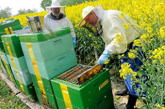 Der Imker zieht eine Honigwabe aus dem Bienenstock - Rapsfeld in Seestermühe.