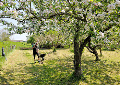 Apfelbäume in Blüte - Sonne im Frühling; ein Gärtner harkt auf der Wiese mit einer Harke Heu zusammen.