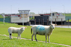 Sperrwerk der Krückau - Schafe auf dem Elbdeich in Neuendorf.