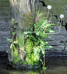 Reste eines Holzdalbens mit Gras und Löwenzahn bewachsen - Riss in der Kaimauer; Relikte / Überbleibsel vom alten Hamburger Hafen.