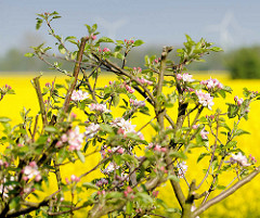 Blühender Apfelbaum - Apfelblüte in Seestermühe; im Hintergrund ein blühendes Rapsfeld.