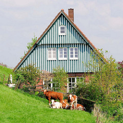 Kuhherde vor einem Haus am Deich in Seestermühe.