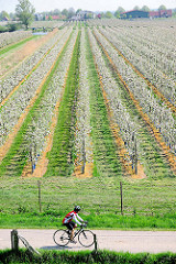Fahrradweg in der Haseldorfer Marsch - blühende Apfelbäume, Fahrradfahrer.