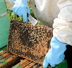Honigwabe mit Bienen - Arbeite eines Imkers auf einem Rapsfeld in Seestermühe.