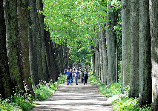 Lindenallee im Eutiner Schlossgarten.