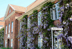 Fassade des St. Georg-Hospitals mit violett blühenden Glyzinien / Blauregen; das Gebäude wurde 1770 als Armen- und Siechenhaus erbaut / Hofbaumeister Greggenhoffer.