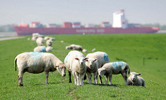 Schafe auf dem Elbdeich in Neuendorf - auf der Elbe ein Containerschiff der Hamburg Süd Reeder in Fahrt Richtung Hamburger Hafen.