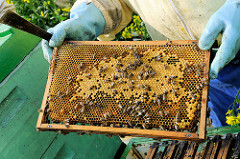 Honigwabe mit Bienen - Arbeit eines Imkers auf einem Rapsfeld zur Rapsblüte in Seestermühe.