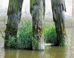 Vermoderter Holzdalben im Hamburger Hafen / Billehafen - Zeugnis der Hafengeschichte, dicht mit Gras bewachsen.