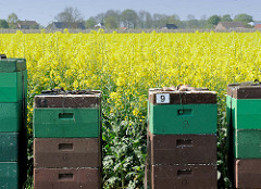 Bienenstock zur Bienenweide an einem blühenden Rapsfeld in Haseldorf - im Hintergrund Wohnhäuser.