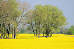 Meer von blühendem Raps im Frühling - Bäume mit frischem Frühlingsgrün in der Gemeinde Seestermühe.