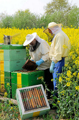 Der Imker zieht eine Honigwabe aus dem Bienenstock - Rapsfeld in Seestermühe.