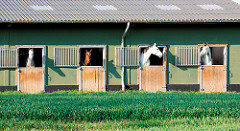 Pferde stecken ihre Köpfe aus einer Stallung in Haselau, Kreis Pinneberg.