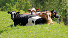Kühe auf dem Deich an der Krückau in Neuendorf in der Sonne.