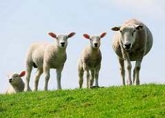 Mutterschaf mit Lamm / Osterlamm - Schafe auf dem Deich an der Haseldorfer Binnenelbe.