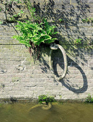 EIsenring / Festmacherringe an einer Kaimuaer im Hamburger Hafen; in den Ritzen der Steinmauer wachsen Farn und Wildkraut.