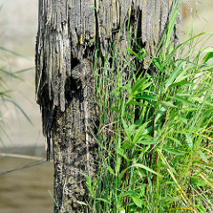 Vermoderter Holzpfahl / Holzdalben im Hamburger Hafen - Zeugnis der Hafengeschichte, dicht mit Gras bewachsen.
