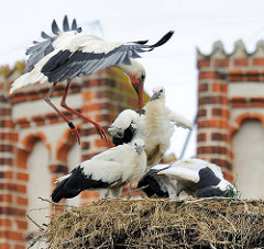 Jungstörche im Nest - Hansestadt Werben. EIn Elternteil ist zur Fütterung der jungen Störche im Landeanflug - der Storch trägt einen breiten Ring / Beringung.