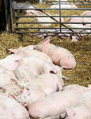 Schlafende Schweine auf dem Biohof Wulksfelde in Hamburg Duvenstedt / Tangstedt.